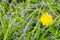 Beautiful yellow dandelions bloomed in summer in a clearing.