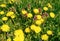 Beautiful yellow dandelions on the field