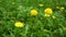 Beautiful yellow dandelions on the meadow.