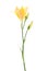 Beautiful yellow daylily