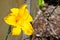 Beautiful yellow ` Daylily California Sunshine ` flower in a spring season at a botanical garden.