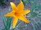 Beautiful yellow Daylily Hemerocallis flower blossoming in the garden