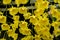 Beautiful yellow dendrobium lindleyi orchid flowers closeup