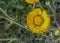 Beautiful yellow Desert Marigold Baileya Multiradiata in Superior, Pinal County, Arizona USA