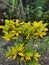 Beautiful yellow dotted Croton plant.