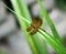 A beautiful yellow dragonfly