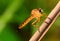 Beautiful Yellow dragonfly macro focus