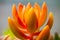 Beautiful yellow echeveria cactus  close-up macro soft focus