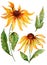 Beautiful yellow echinacea flower coneflower in full bloom on a green stem with leaves. Botanical set.