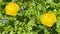 Beautiful yellow European globeflowers blooming in the Alps in Italy