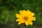 Beautiful Yellow False Sunflower Flower Blossom Blooming