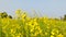 Beautiful yellow field of mustard crop, moving in air flow with blurred background