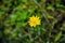 Beautiful yellow flatweed flower also known as hypochaeris radicata, catsear, hairy cats ear or false dandelion bloomed in the