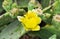 Beautiful yellow flower of the cactus Opuntia humifusa.