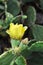 Beautiful yellow flower of the cactus Opuntia humifusa.