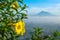 Beautiful yellow flower close up with a Merapi volcano