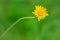 Beautiful yellow flower with curved stem on green grass copy space background