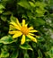 Beautiful yellow flower, daisy aster, with green leaves background and nature