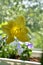 Beautiful yellow flower of daylily. Balcony greening with decorative plants