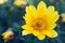 Beautiful yellow flower. Flowerbackground, gardenflowers. Garden flower. Horizontal Abstract background