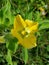 Beautiful Yellow Flower Found at Jungle