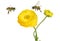 Beautiful yellow flower of a Garden Buttercup and honey bees flying  around.