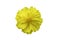 Beautiful of yellow flower head on white background