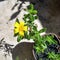 Beautiful yellow  flower Hypericum tomentosum