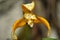 Beautiful yellow flower of Maxillaria ubatubana orchid