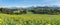 Beautiful yellow flower meadow in a idyllic mountainous landscape.