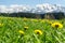 Beautiful yellow flower meadow in a idyllic mountainous landscape.