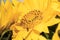 Beautiful, yellow flower in my garden sunflower flower, close-up,