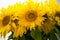 Beautiful, yellow flower in my garden sunflower flower, close-up,