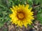 Beautiful yellow flower natural dandelion smell color
