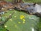 Beautiful yellow flower nature insect