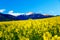 Beautiful yellow flower oilseed with mountain in background.