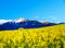 Beautiful yellow flower oilseed with mountain in background. Slovakia, Central Europe, Liptov.