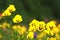 Beautiful yellow flower in a park