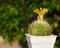 Beautiful yellow flower of parodia cactus