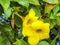 Beautiful yellow flower Petunia with green leaves in the background