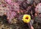 Beautiful yellow flower of the Santa Rita cactus