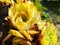 Beautiful yellow flower sempervivum