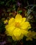 Beautiful yellow flower or sulfur kenikir flower
