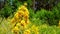 Beautiful yellow flower in the summer forest.