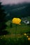 beautiful yellow flower on the tops of hills in the Carpathians,