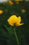 beautiful yellow flower on the tops of hills in the Carpathians,