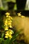 Beautiful yellow flower unique in the rainy blurred green background, water, bokeh, grey