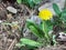 A beautiful yellow flower in a walking path in a magical forest