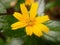 Beautiful yellow flower wedelia chinensis