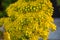 Beautiful Yellow Flowering Aeonium simsii flower plant